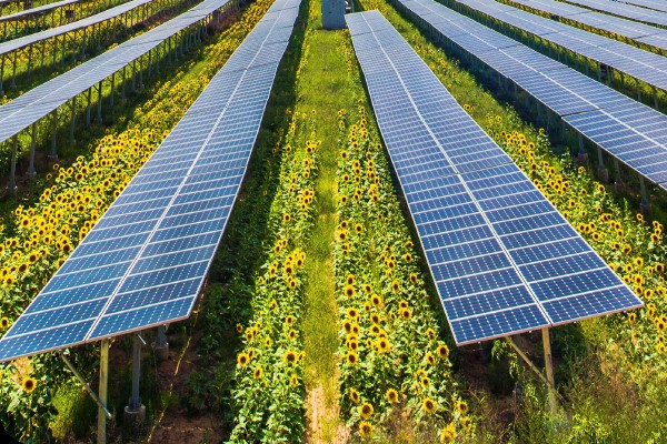 LONGi solarni paneli na polju suncokreta